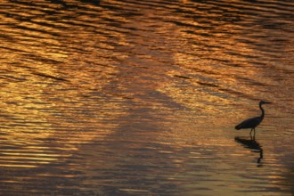 Silhouette of a gray heron (Ardea cinerea) on the banks of the Rhine at dusk. Sasbach am