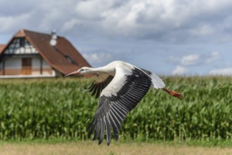 White stork (ciconia ciconia) taking flight. Bas-Rhin, Collectivite europeenne d'Alsace, Grand Est,