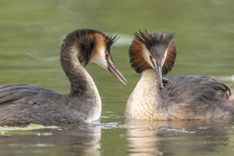 Couple of great crested grebe (Podiceps cristatus) in courtship display in a river. Bas-Rhin,