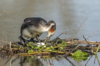 Great Crested Grebe (Podiceps cristatus) on its nest with two eggs. Bas-Rhin, Collectivite