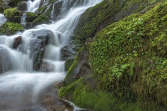 Fresh and beautiful waterfalls in a mountain torrent in spring. La Serva, Champ du feu, Vosges,