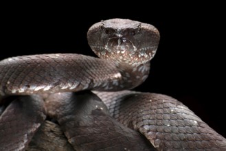Flat nose pit viper in black background