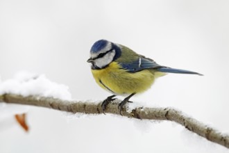 Blue tit, Cyanistes caeruleus, winter, snow