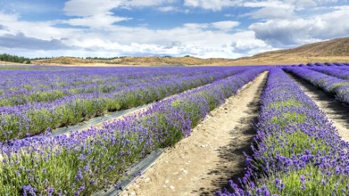 An image of a lavender field in New Zealand
