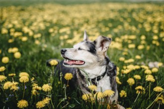 A cheerful dog relaxing among the dandelions in the field