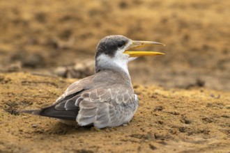 Large-billed Tern (Phaetusa simplex), Pantanal, inland, wetland, UNESCO Biosphere Reserve, World