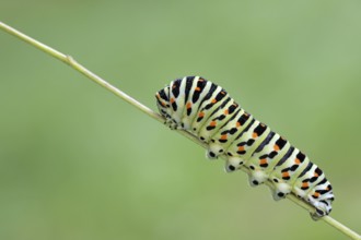 Swallowtail, Papilio machaon, caterpillar