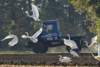 Great White Egret eight birds with open wings flying left looking in front of blue vehicle