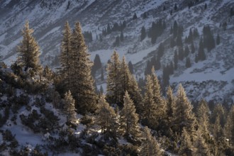 Kleinwalsertal in the Allgäu Alps in winter conifer trees in the early morning light
