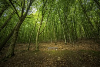 A peaceful forest with lush greenery and a lonely park bench under the canopy, mixed forest in