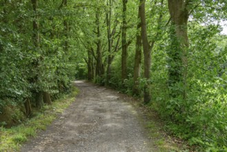 A narrow path leads through a green forest, surrounded by trees, burlo, münsterland, germany