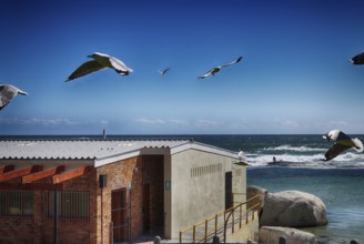 Seagulls over a beach hut in Cape Town, South Africa, Africa