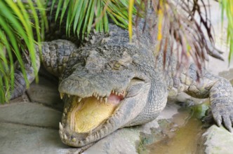 Crocodile lies with open mouth under green leaves