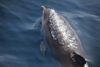 Dolphin watching