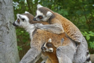 Ring tailed lemurs family outdoor forest