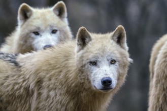 Arctic wolves (Canis lupus arctos), also known as the white wolf or polar wolf