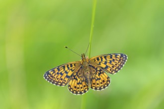 Small pearl-bordered fritillary, (Boloria selene), butterfly, butterfly, insect, macro, top view,
