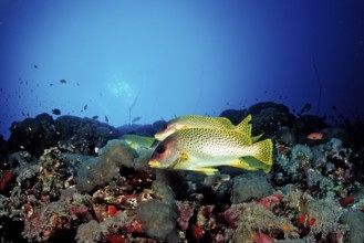 Red Sea sweetlips, Plectorhinchus gaterinus, Sudan, Africa, Red Sea, Africa