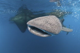 Whale shark, Rhincodon typus, Cenderawasih Bay, West Papua, Indonesia, Asia