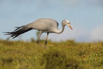 Paradise Crane, (Grus paradisea), (Anthropoides paradisea), Crane family, South Africa, Africa,