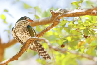 Golden cuckoo, Afrotropical species, family of golden cuckoos, cuckoo, (Chrysococcyx caprius), Wadi