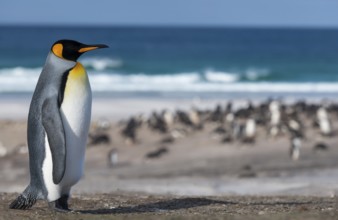 Animals, birds, penguins, a king penguin stands in front of a colony on the beach, (Aptenodytes