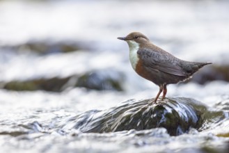 White-throated Dipper, (Cinclus cinclus), foraging at a mountain stream, animals, birds,