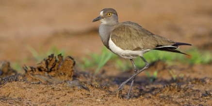 Lapwing (Vanellus lugubris), animals, birds, biotope, habitat, foraging, wader, plover family,