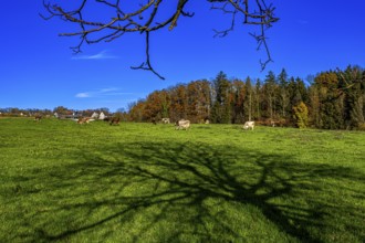 Grazing cows in a pasture with the shade of a tree in autumn, Leimbach, Thurgau, Switzerland,