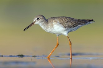 Redshank, (Tringa totanus), Animals, Birds, Snipe family, Raysut, Salalah, Sohar, Oman, Asia