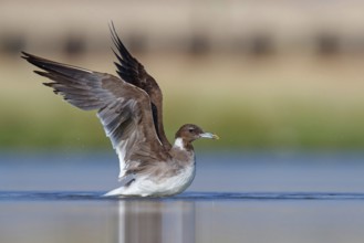 Hemprich's Gull, (Ichthyaetus hemprichii), (Larus hemprichii), Fish Eagle Gull Salalah, Raysut,
