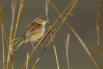 Cisticola, (isticola juncidis), animals, bird, songbird, perching, Midmar Nature Reserve, Howick,
