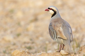 Chukar partridge, chukar, (Alectoris chukar), animals, birds, chukar partridge, pheasant family,