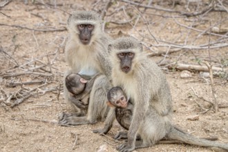 Two Vervet monkeys with two babies in the Kruger National Park, South Africa, Africa