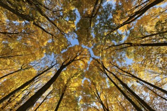 Nature, autumnal forest, view from below into the tree tops, Province of Quebec, Canada, North