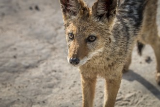Black-backed jackal starring at the camera in the Central Kalahari, Botswana, Africa