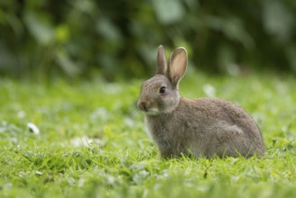 Wild rabbit in the grass, listening (Oryctolagus cuniculus)
