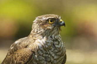 Sparrowhawk (Accipiter nisus)