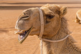 Oman Dromedary (Camelus Dromedarius)
