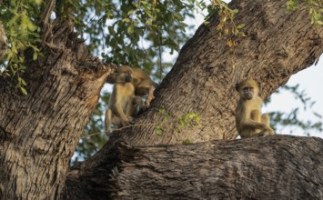 Steppe baboons (Papio cynocephalus)