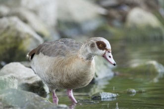 Egyptian goose (Alopochen aegyptiacus)