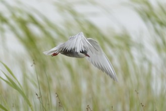 White-bearded Tern (Chlidonias hybrida)