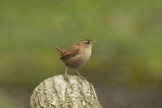 Wren (Troglodytes troglodytes)