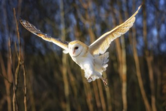 Portrait of a barn owl in the forest background