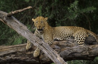 Leopard (Panthera pardus)