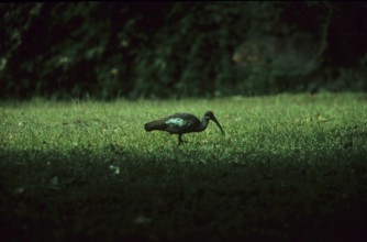 Glossy ibis (Plegadis falcinellus)