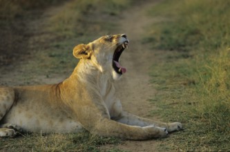 Lioness (Panthera leo)