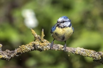 Blue tit on a branch (Parus caeruleus)