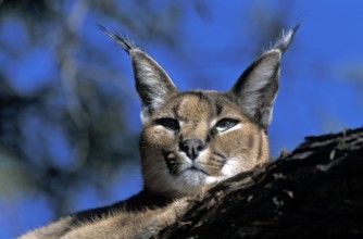 Caracal, desert lynx (Felis caracal)