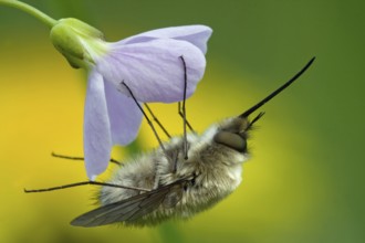 Woolly hover (Bombylius spec)
